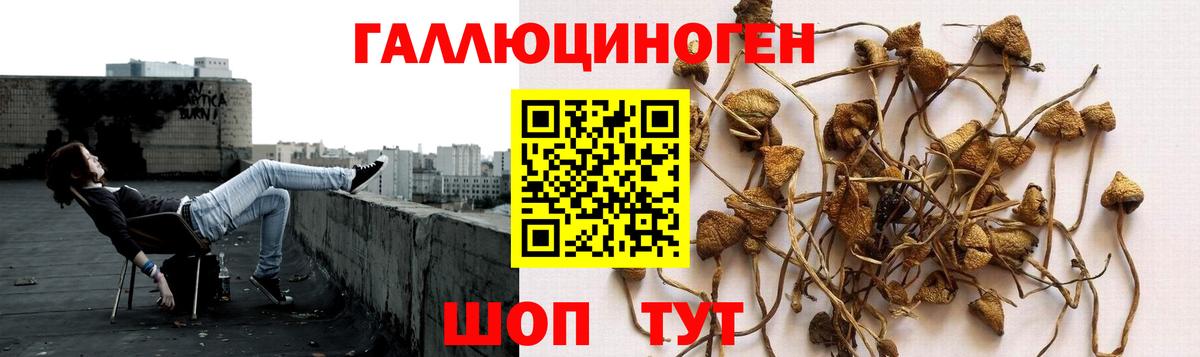 Галлюциногенные грибы Psilocybine cubensis  Вход с VPN  Мыски 